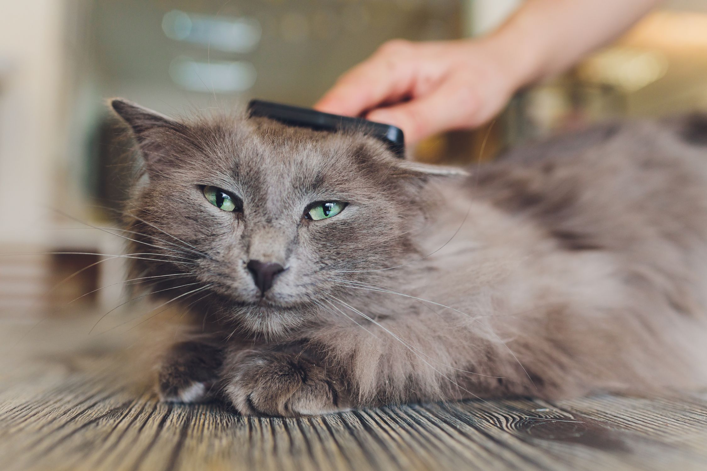 Is Your Cat Shedding Right Now? - Mobile Vet M.D.